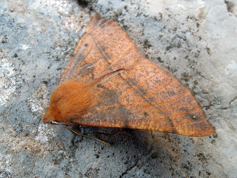 Colotois pennaria